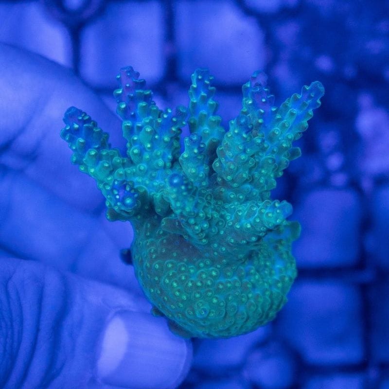 【CE(Coral Essentials)】Acropora 　～Green Pueple Meanie ～