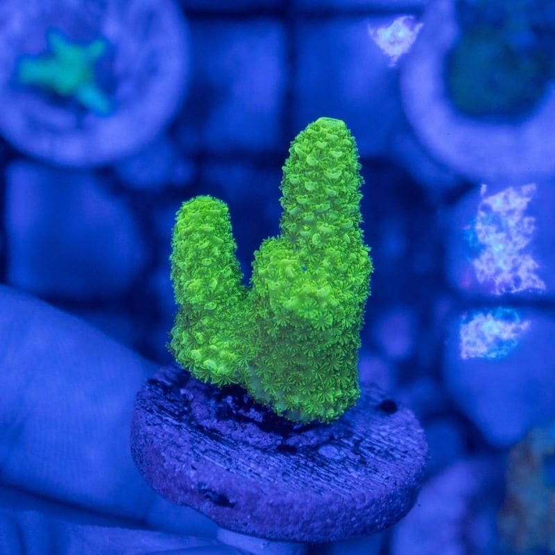 【CE(Coral Essentials)】Acropora 　～Aspera Green～
