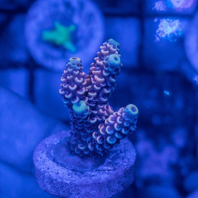 【CE(Coral Essentials)】Acropora 　～Mille Pueple～