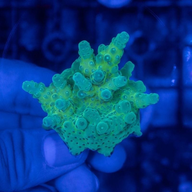 【CE(Coral Essentials)】Acropora 　～Loripes Mint Green～