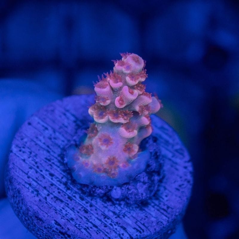サンゴ,SPS Coral,ミドリイシ | Aquarium TALLMAN
