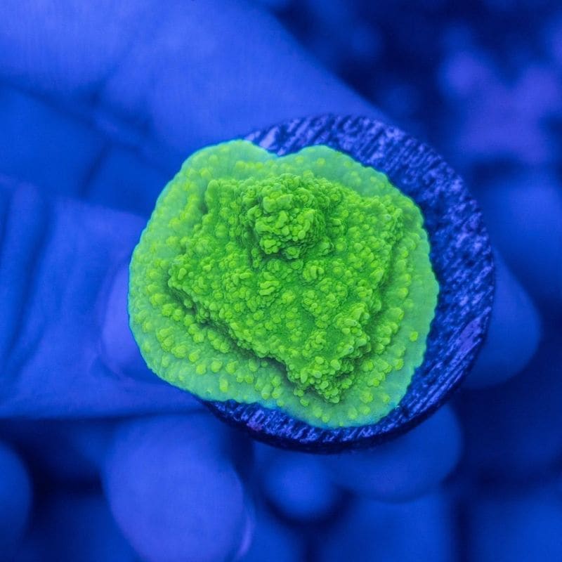 サンゴ,SPS Coral,コモンサンゴ | Aquarium TALLMAN