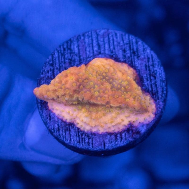 ウスコモンサンゴ　レッド　2つセット サンゴ,SPS Coral,コモンサンゴ | Aquarium TALLMAN