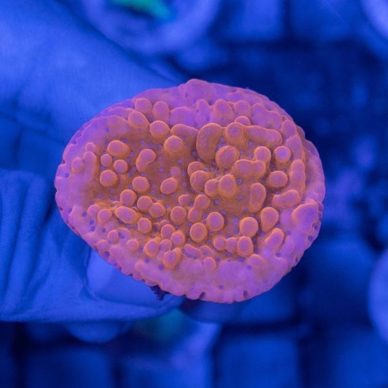 ウスコモンサンゴ　レッド　2つセット ウスコモンサンゴ レッド 2つセット 楽天市場】ウスコモンサンゴ