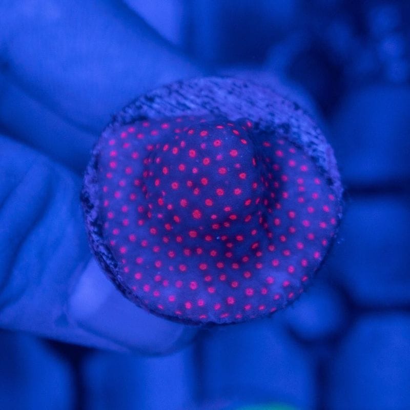 【CE(Coral Essentials)】Montipora 　～Venom～