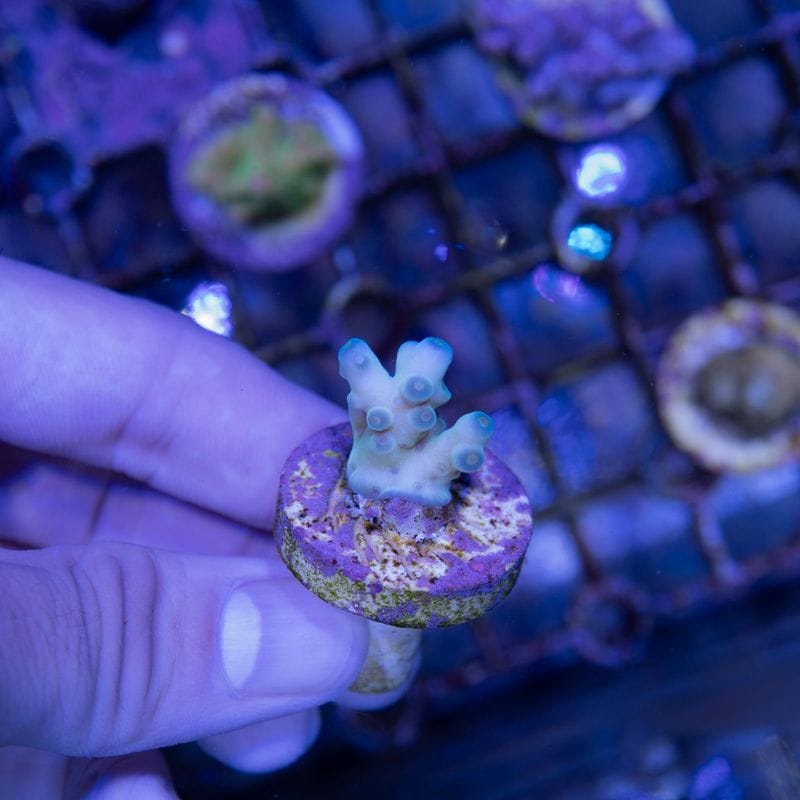 ほら貝 ピンクガイ サンゴセット ほら貝 ピンクガイ サンゴセット パークイン日本海｜COREZO