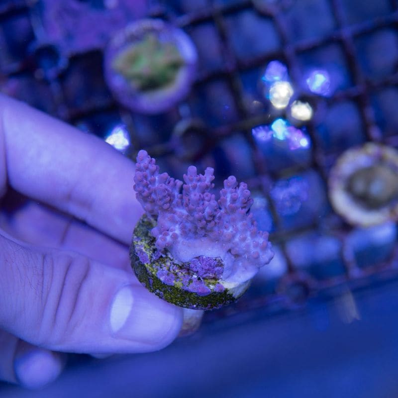 サンゴ,SPS Coral,SPSフラグ | Aquarium TALLMAN