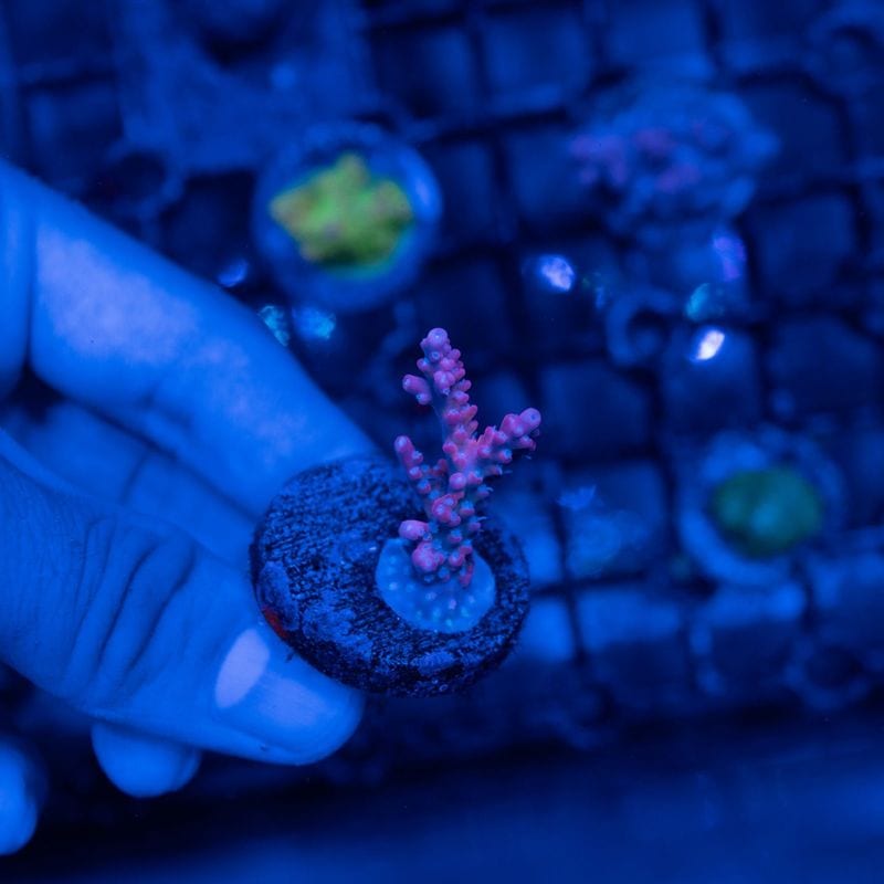 【CE(Coral Essentials)】Acropora 　～Grandma’s Chin～