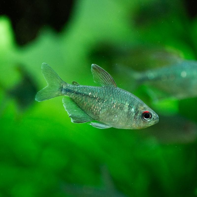 ダイヤモンドテトラ　（5匹3,980円）