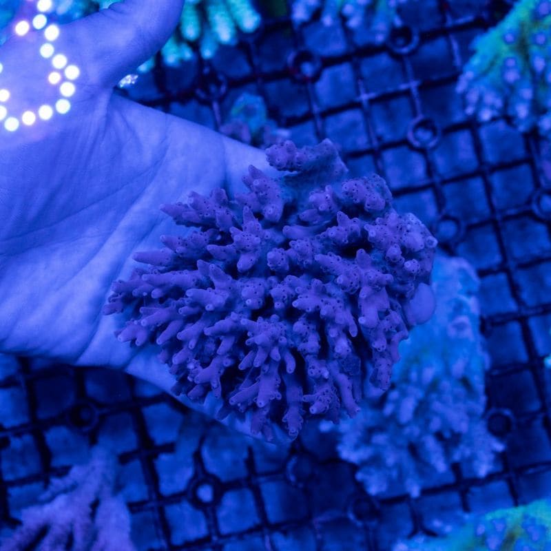 ミドリイシさん、 サンゴ,SPS Coral,ミドリイシ | Aquarium TALLMAN