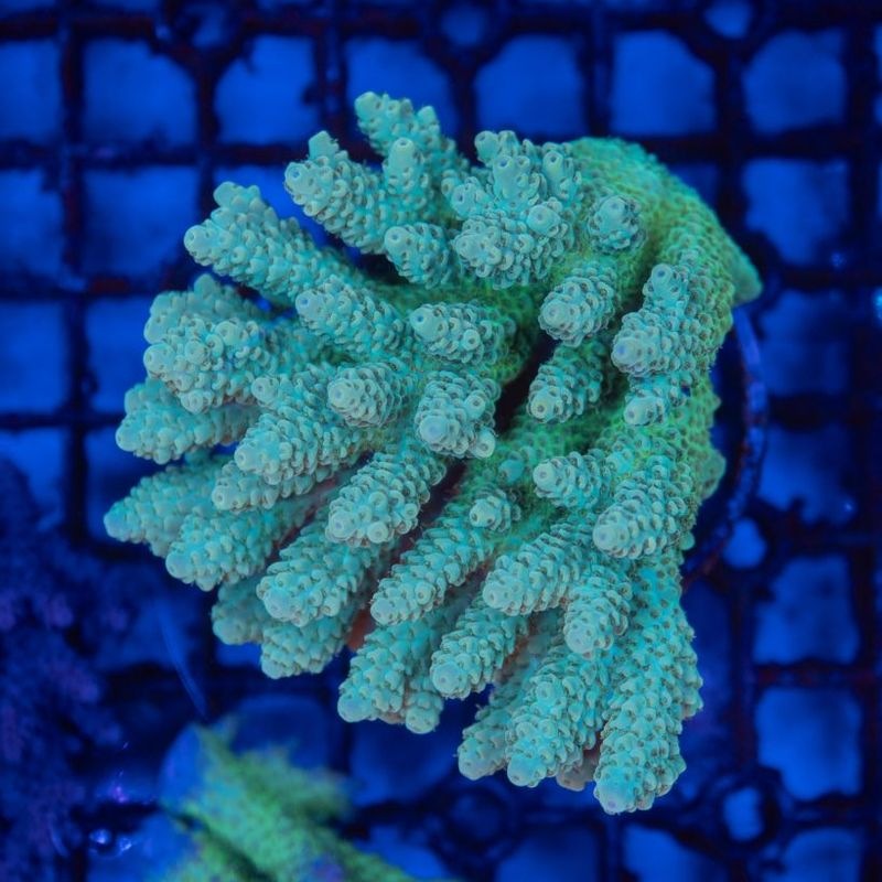 【Youtube総選挙特価】オーストラリア　ミドリイシ Pikachu Lサイズ