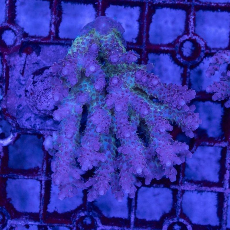 【Youtube総選挙特価】オーストラリア　ミドリイシsp. MLサイズ