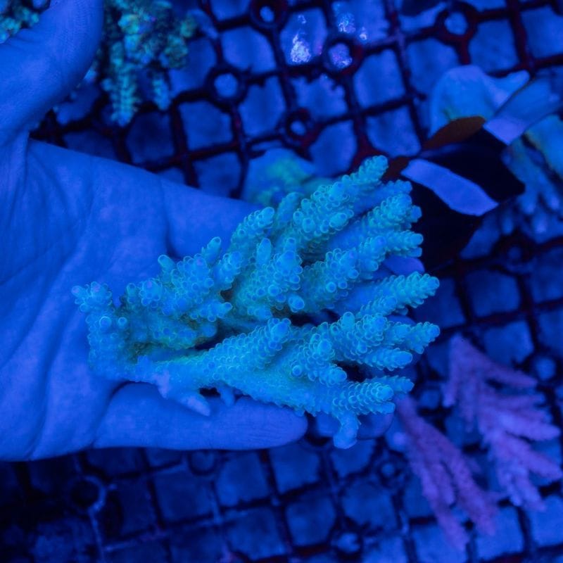 ミドリイシさん、 サンゴ,SPS Coral,ミドリイシ | Aquarium TALLMAN