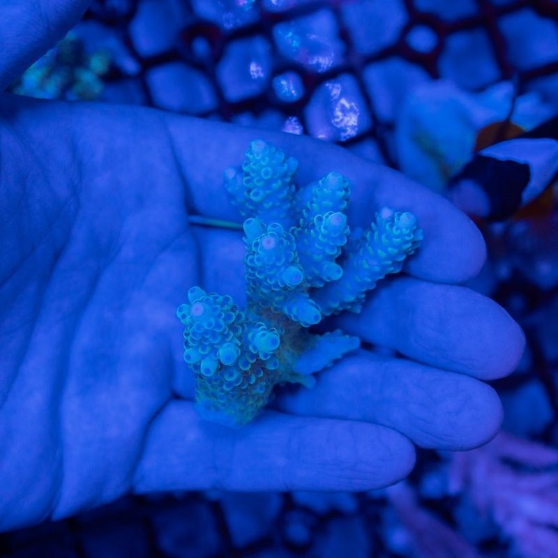 Coral Sea Japan テーブルミドリイシ ミクラクラドス ミニミニ