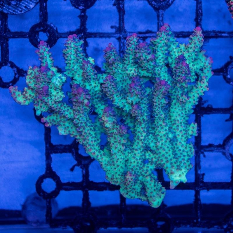 【Youtube総選挙特価】オーストラリア　ミドリイシStrawberry Shortcake Lサイズ