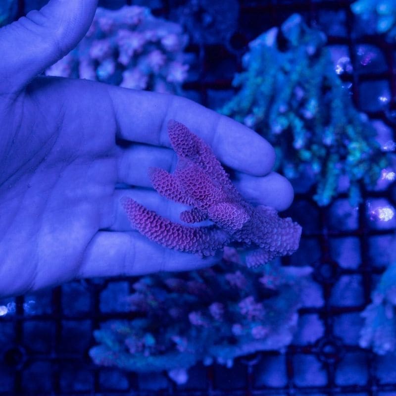 ミドリイシさん、 ミドリイシ