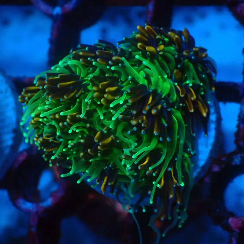 ウスコモンサンゴ(9) ブリードウスコモンサンゴ（Green）（個体販売）（±10ｃｍ）No.9（生体）