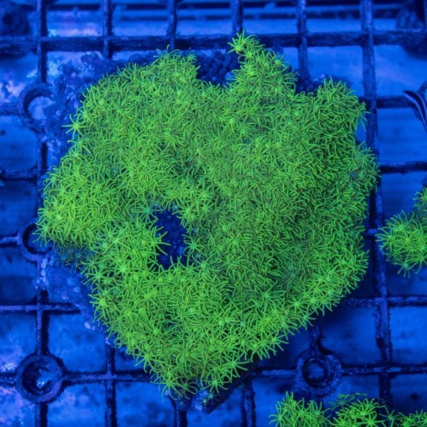 スターポリプ大 楽天市場】スターポリプの通販