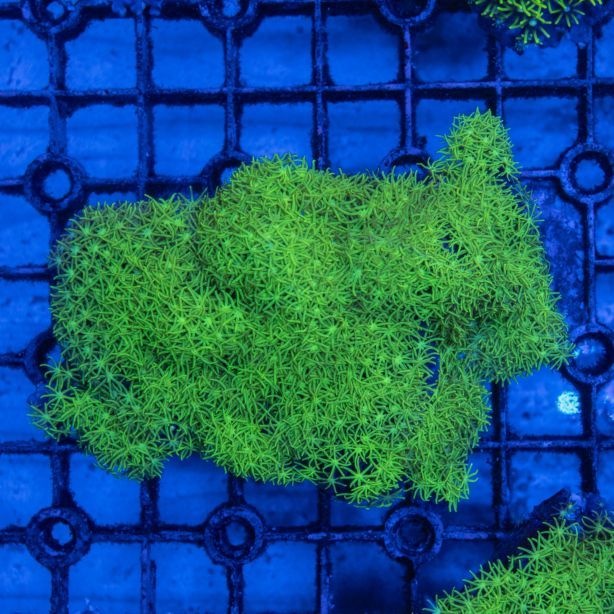 サンゴ,ソフトコーラル,スターポリプ | Aquarium TALLMAN