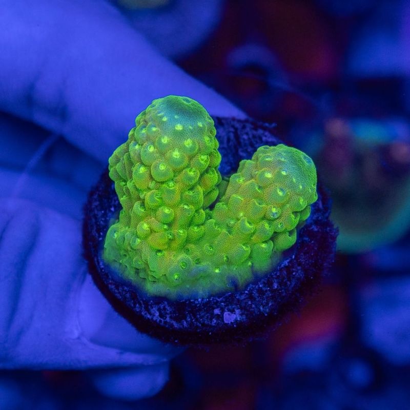 【Youtube総選挙特価】インドネシア ミドリイシ　Acropora Humilis