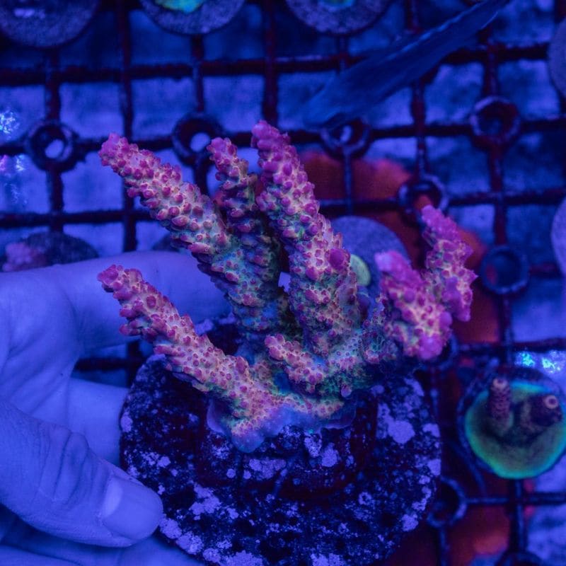 サンゴ,SPS Coral,ミドリイシ | Aquarium TALLMAN