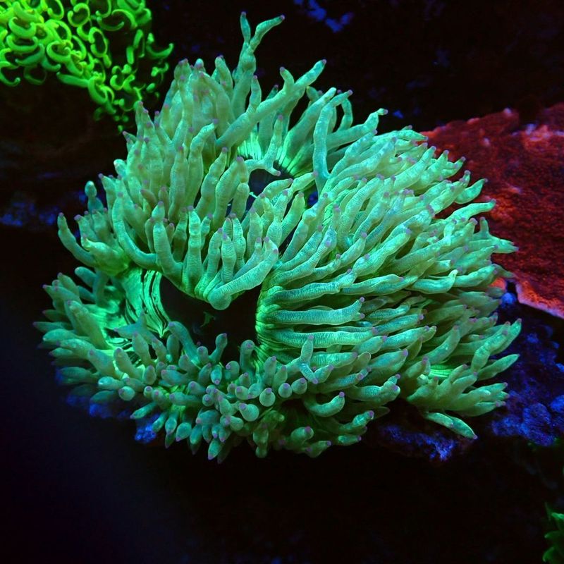 サンゴ,LPS Coral | Aquarium TALLMAN