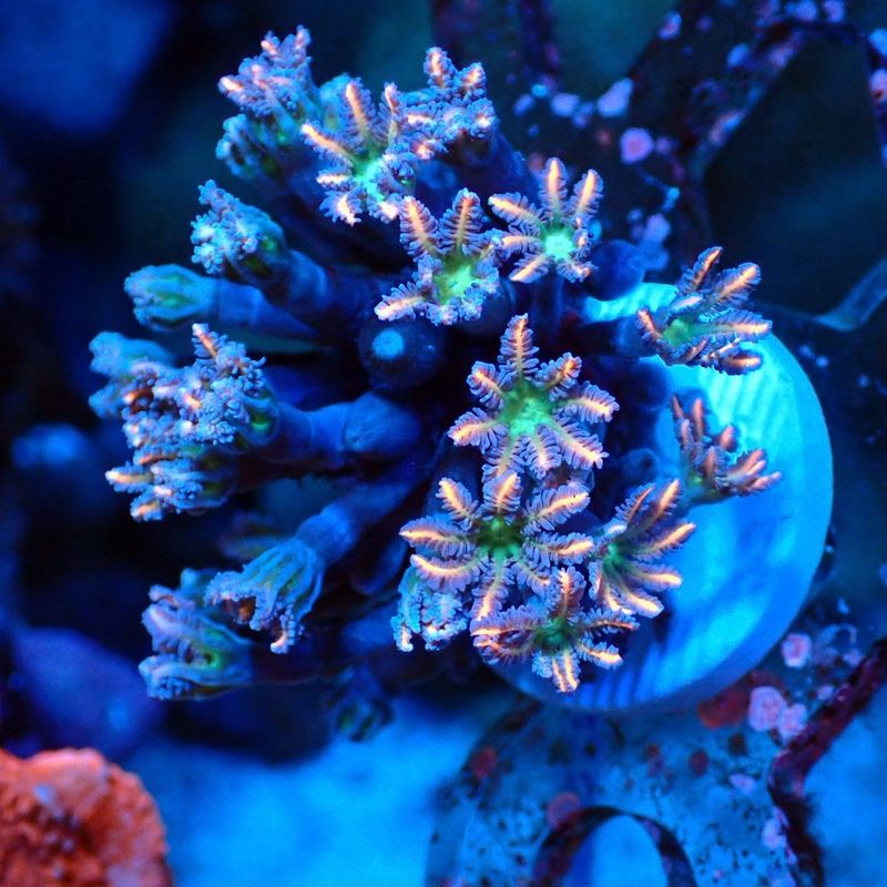 アク抜き済み流木　No.161 超レア型 アク抜き済み流木 No.161 超レア型