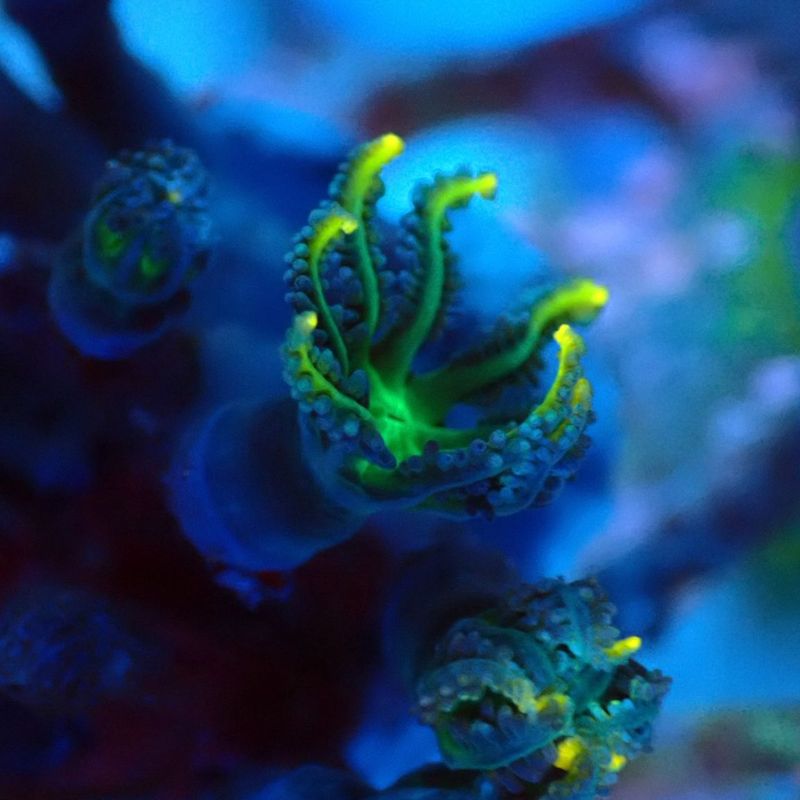 サンゴ,ソフトコーラル | Aquarium TALLMAN