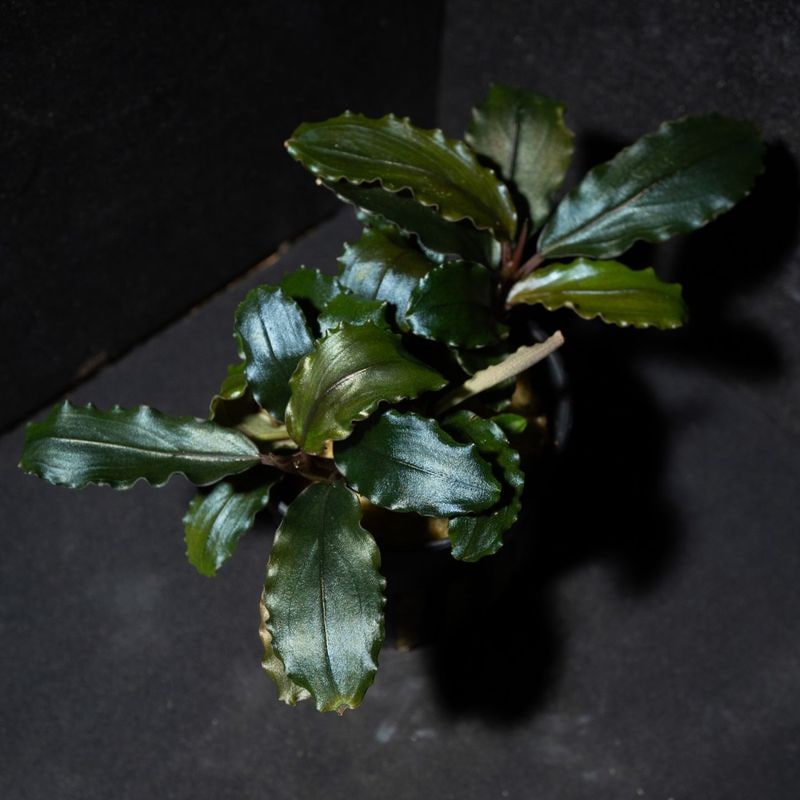 ※専用セット　ブセファランドラ【ティアグリーン】 専用セット ブセファランドラ【ティアグリーン