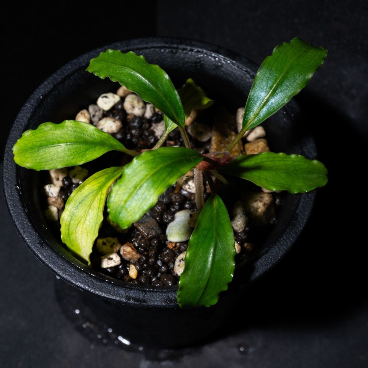 ブセファランドラsp.ピナ | すべての商品 | Aquarium TALLMAN