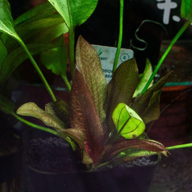 ブセファランドラsp.（石付き水中葉） | 水草,ブセファランドラ