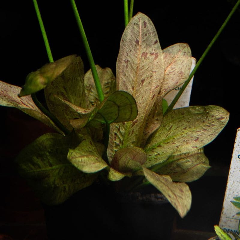 ブセファランドラsp.（石付き水中葉） | 水草,ブセファランドラ