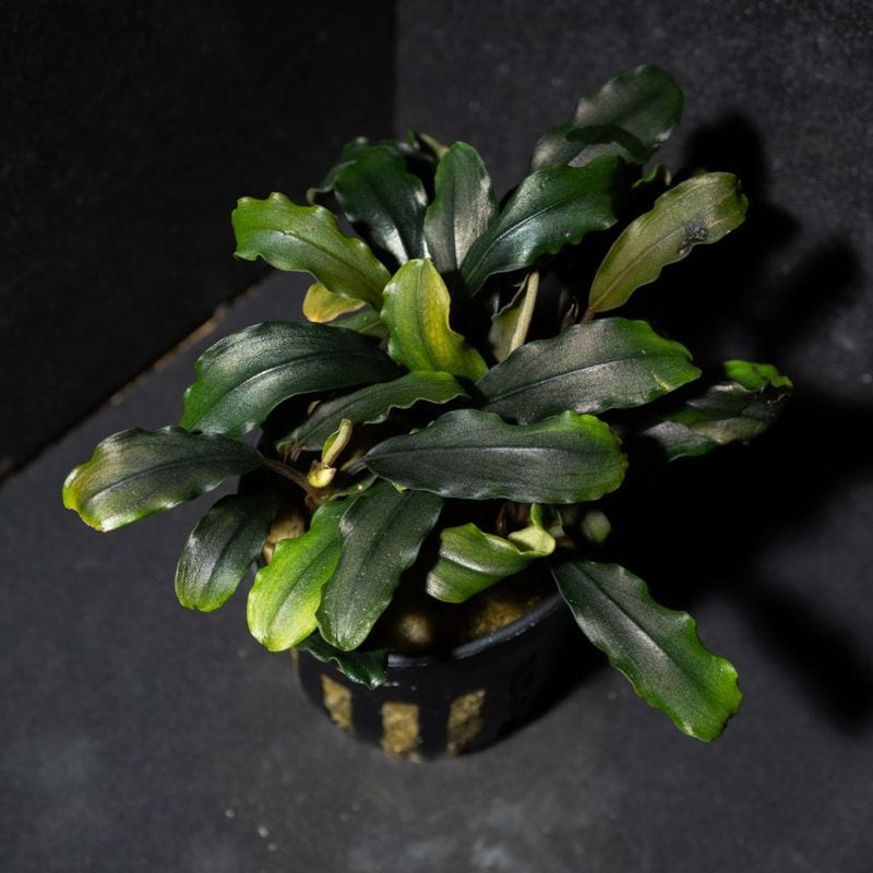 ブセファランドラ ティアグリーン | 水草,ブセファランドラ