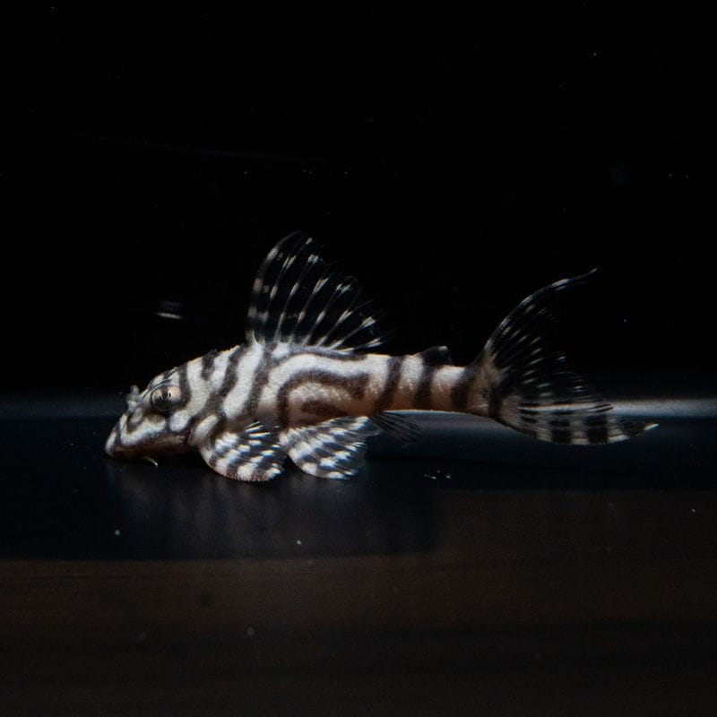 N&Nブリード　N3 Jr.　No.4