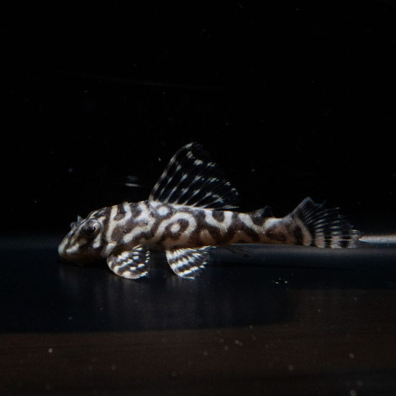 N&Nブリード　N3 Jr.　No.5