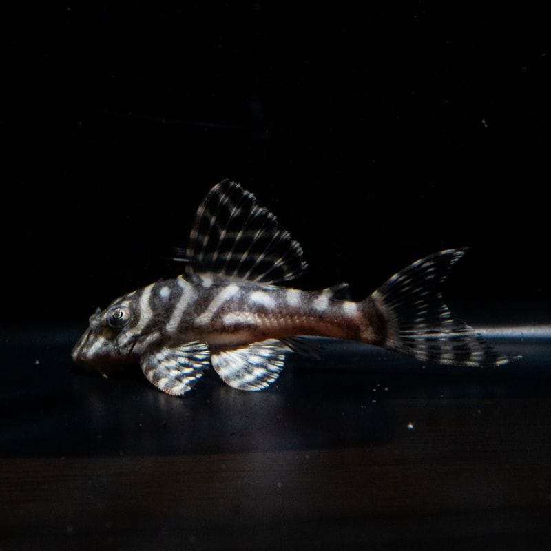 N&Nブリード　N3 Jr.　No.6