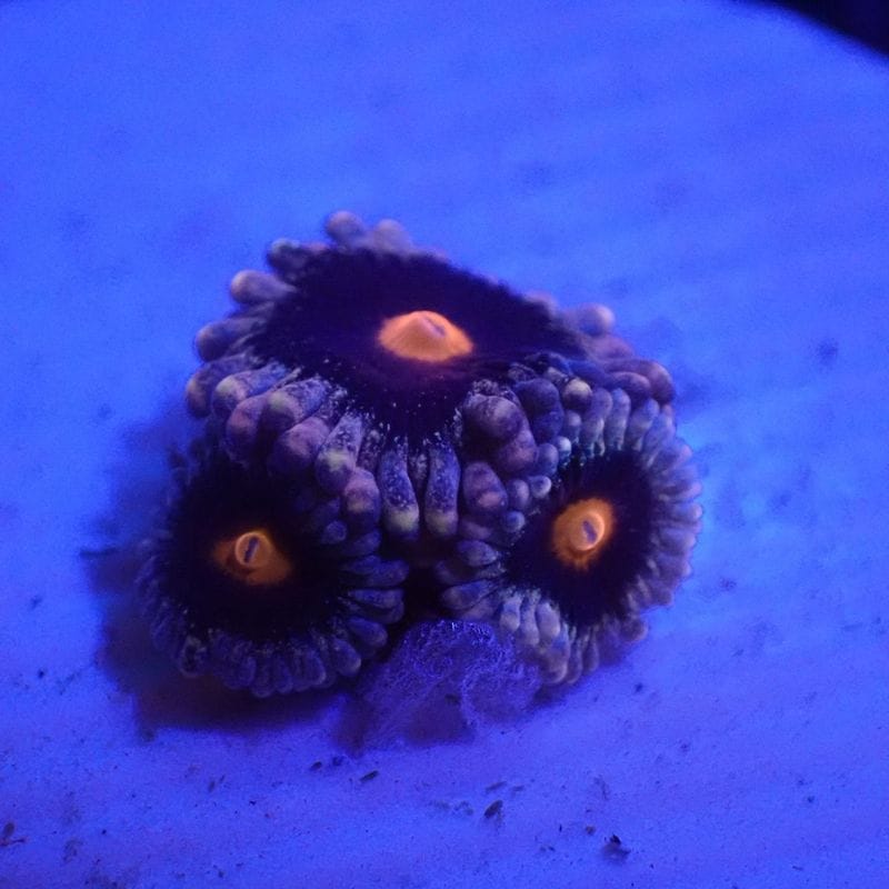 サンゴ,ソフトコーラル,マメスナギンチャク | Aquarium TALLMAN