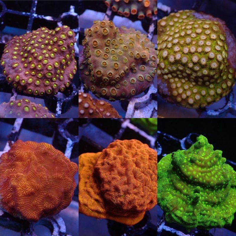 ほら貝 ピンクガイ サンゴセット ほら貝 ピンクガイ サンゴセット ホラガイ ピンクガイ サンゴセット