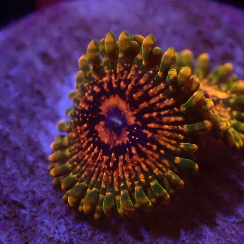 マメスナ(6) 種類　カラフル　フラグベース7cm マメスナ(6) 種類 カラフル フラグベース7cm