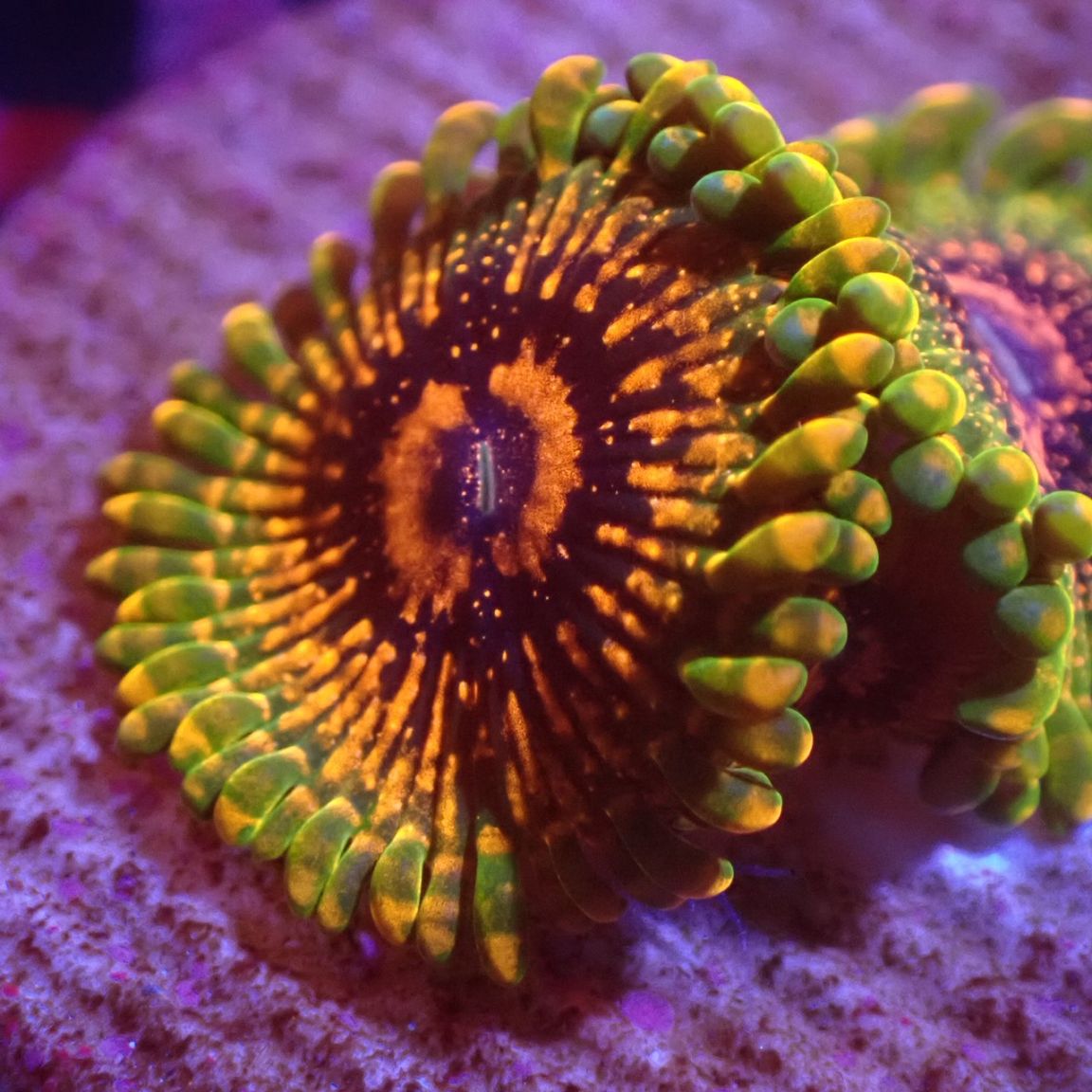 マメスナ】Grand Master Krakatoa グランドマスタークラカトア No.2