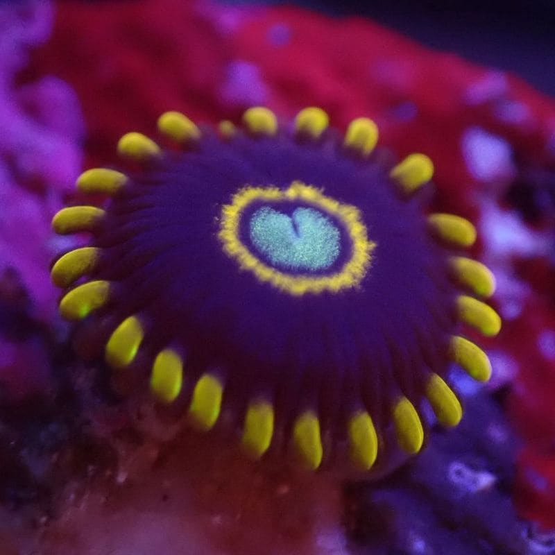 サンゴ,ソフトコーラル | Aquarium TALLMAN