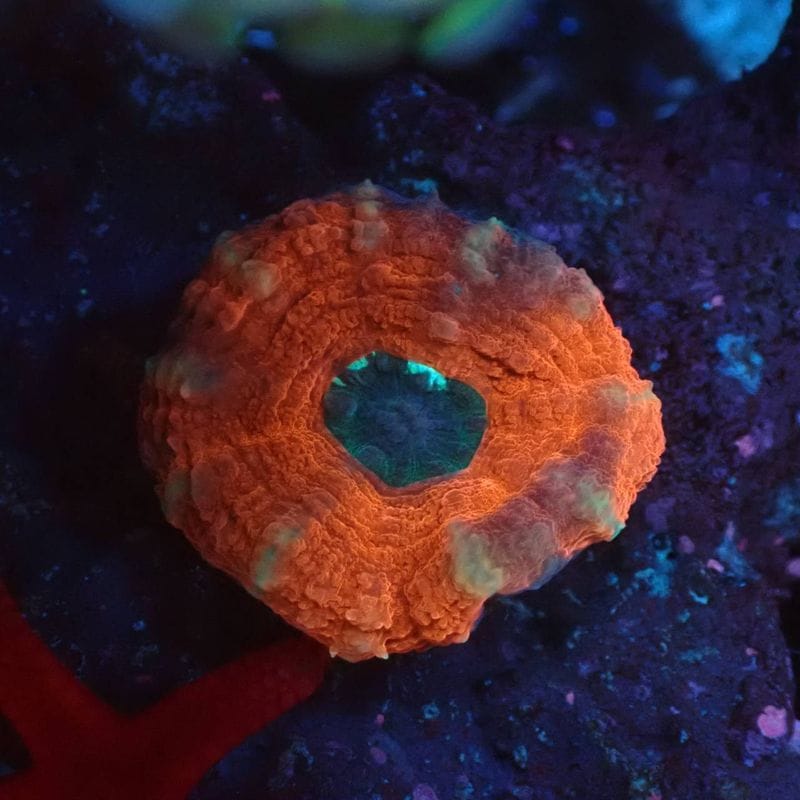 ほら貝 ピンクガイ サンゴセット ホラガイ ピンクガイ サンゴセット