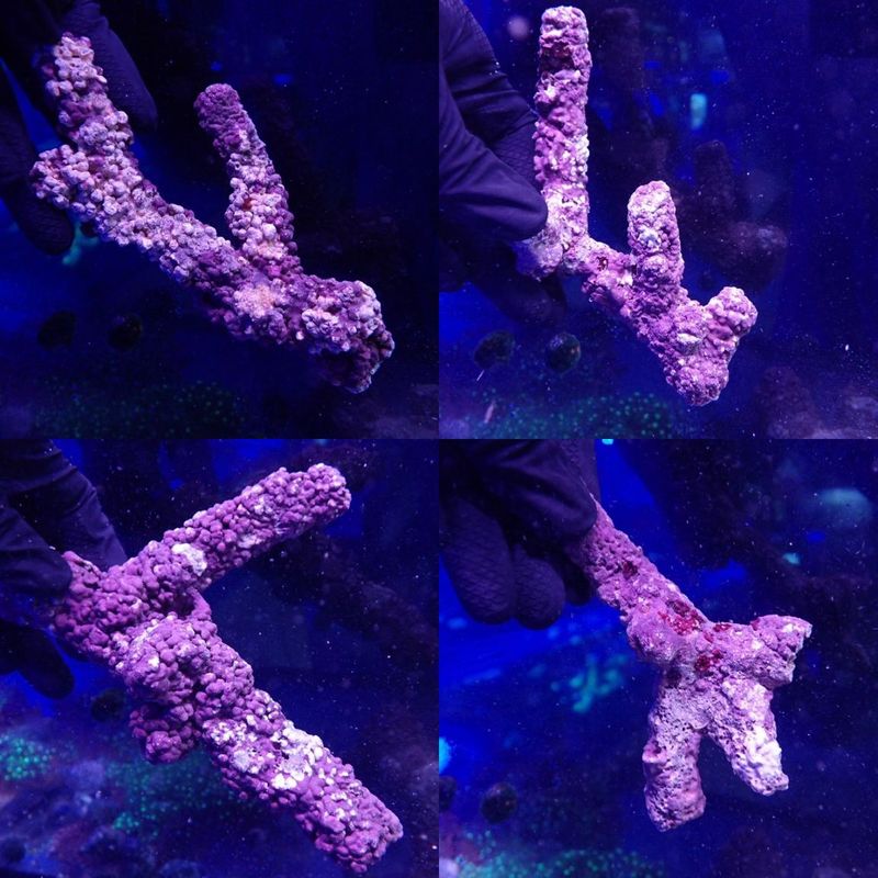 ほら貝 ピンクガイ サンゴセット ホラガイ ピンクガイ サンゴセット