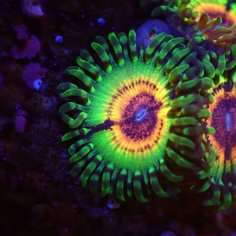 マメスナ ストラトスフィア セットNO.1 珊瑚 海水 サンゴ,ソフト