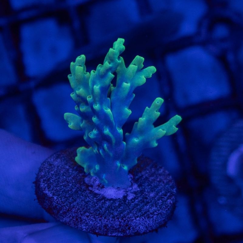 【Youtube総選挙特価】オーストラリア　ハリエダミドリイシ　Acropora Aculeus