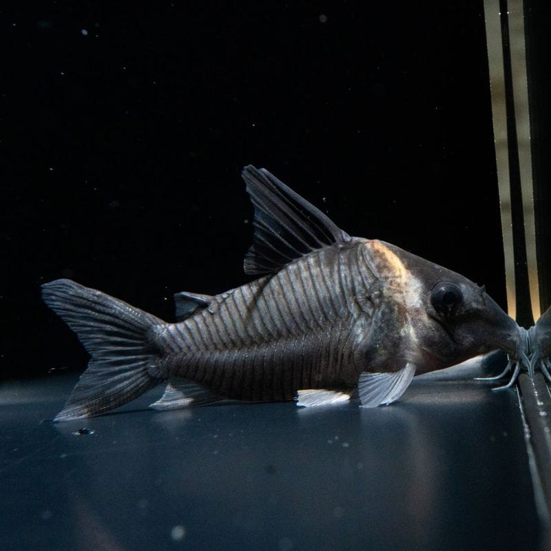 【Grande Man】コリドラス　SLN（セミロングノーズ）レセックス　コロンビア