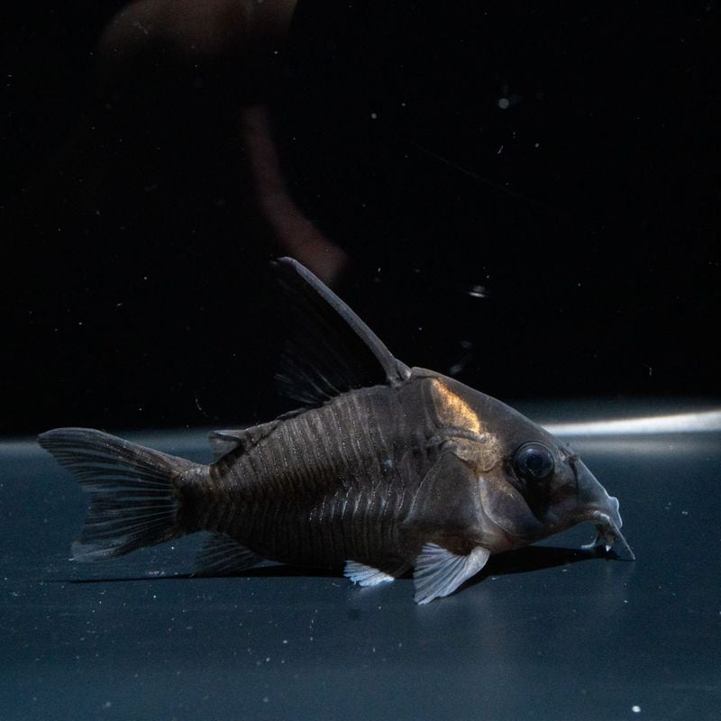 【Grande Man】コリドラス　レセックス　コロンビア