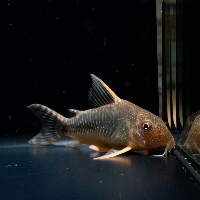 【Grande Man】コリドラス　ゴッセイ　グァポレ