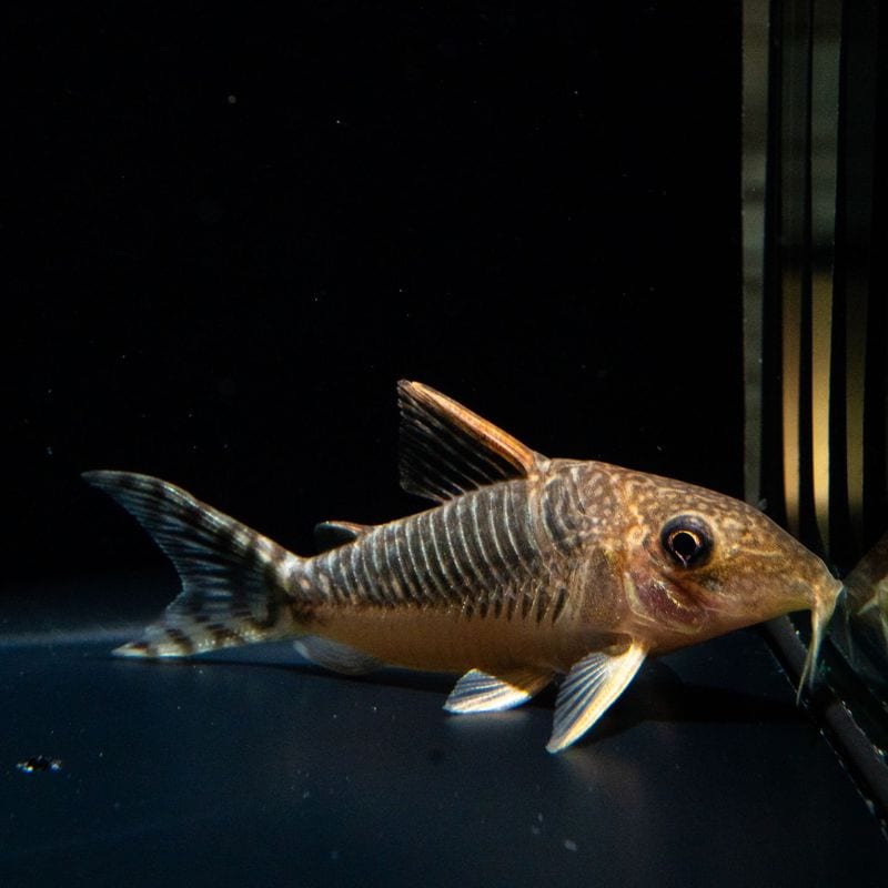 【Grande Man】コリドラス　セウシー　グァポレ