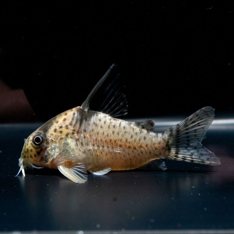 【Grande Man】コリドラス　ロンドニアⅧ　ロンドニア